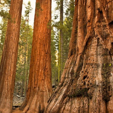 Load image into Gallery viewer, Giant Sequoia Redwood Tree Seeds

