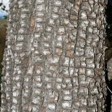 Load image into Gallery viewer, Alligator Juniper Tree Seeds
