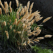 Load image into Gallery viewer, Rabbit&#39;s Foot Ornamental Grass Seeds

