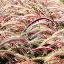 Load image into Gallery viewer, Red Jewel Ornamental Grass Seeds

