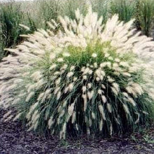 Load image into Gallery viewer, White Fountain Ornamental Grass Seeds
