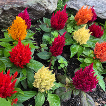 Load image into Gallery viewer, Celosia &quot;Pampas Plume&quot; Flower Seeds
