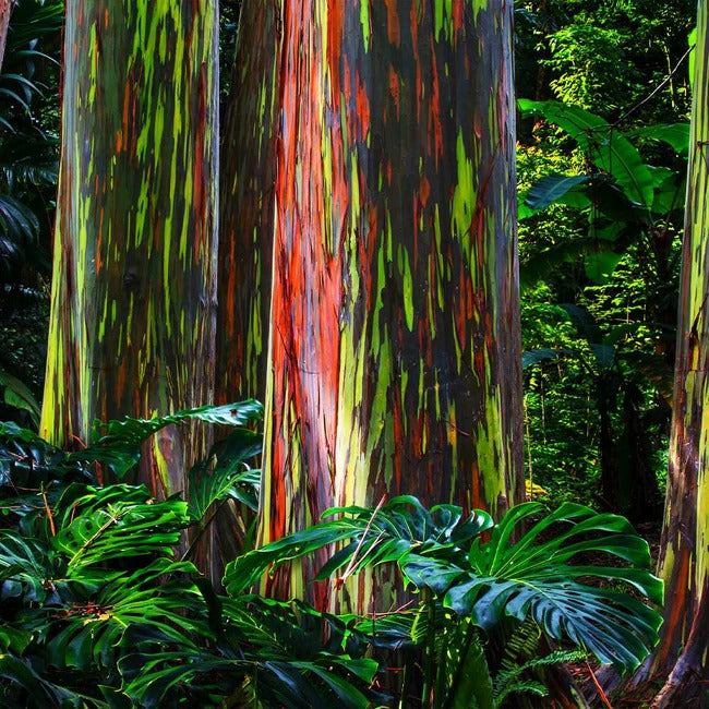 Rainbow Eucalyptus Tree Seeds