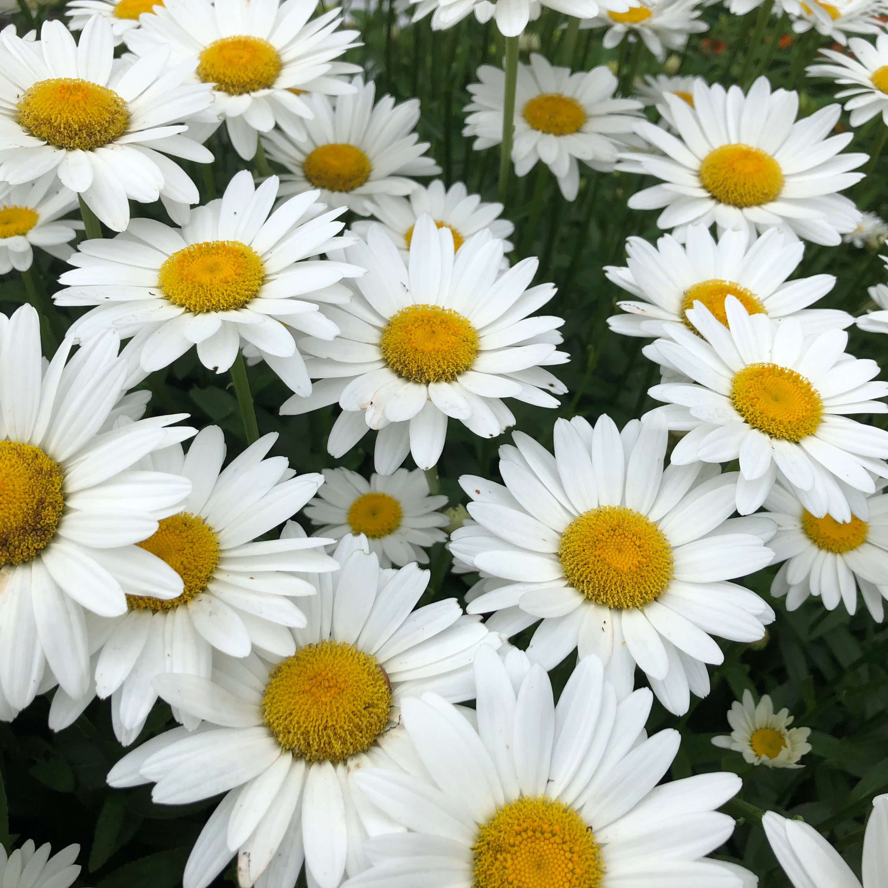 Alaska Shasta Daisy Flower Seeds – SEEDTOPIA