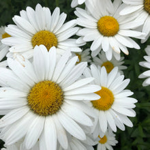 Load image into Gallery viewer, Alaska Shasta Daisy Flower Seeds

