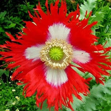 Load image into Gallery viewer, Danish Flag Poppy Flower Seeds

