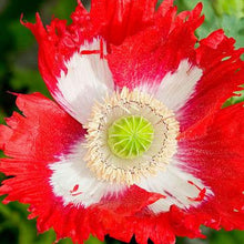 Load image into Gallery viewer, Danish Flag Poppy Flower Seeds
