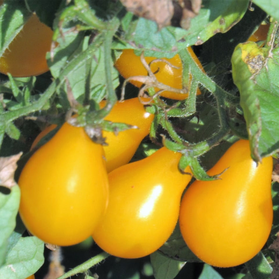 Organic Yellow Pear Tomato Plant Seeds