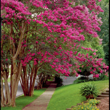 Load image into Gallery viewer, Crepe Myrtle Tree Seeds (Fuchsia)
