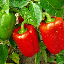Load image into Gallery viewer, Organic Grand Bell Pepper Plant Seeds
