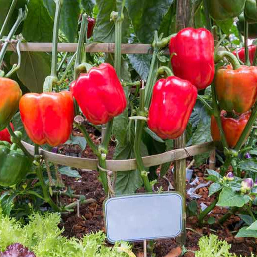 bell pepper planting seeds Organic Grand Bell Pepper Plant Seeds – SEEDTOPIA