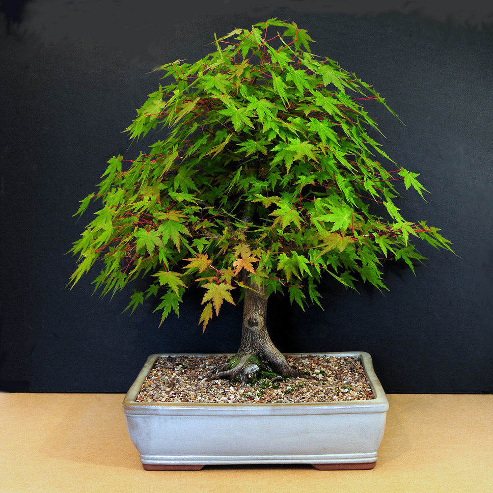 japanese maple bonsai tree seeds Red Maple Tree Seeds (Northern) – SEEDTOPIA
