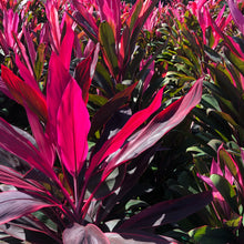 Load image into Gallery viewer, Red Sister Cordyline Ti Plant Seeds

