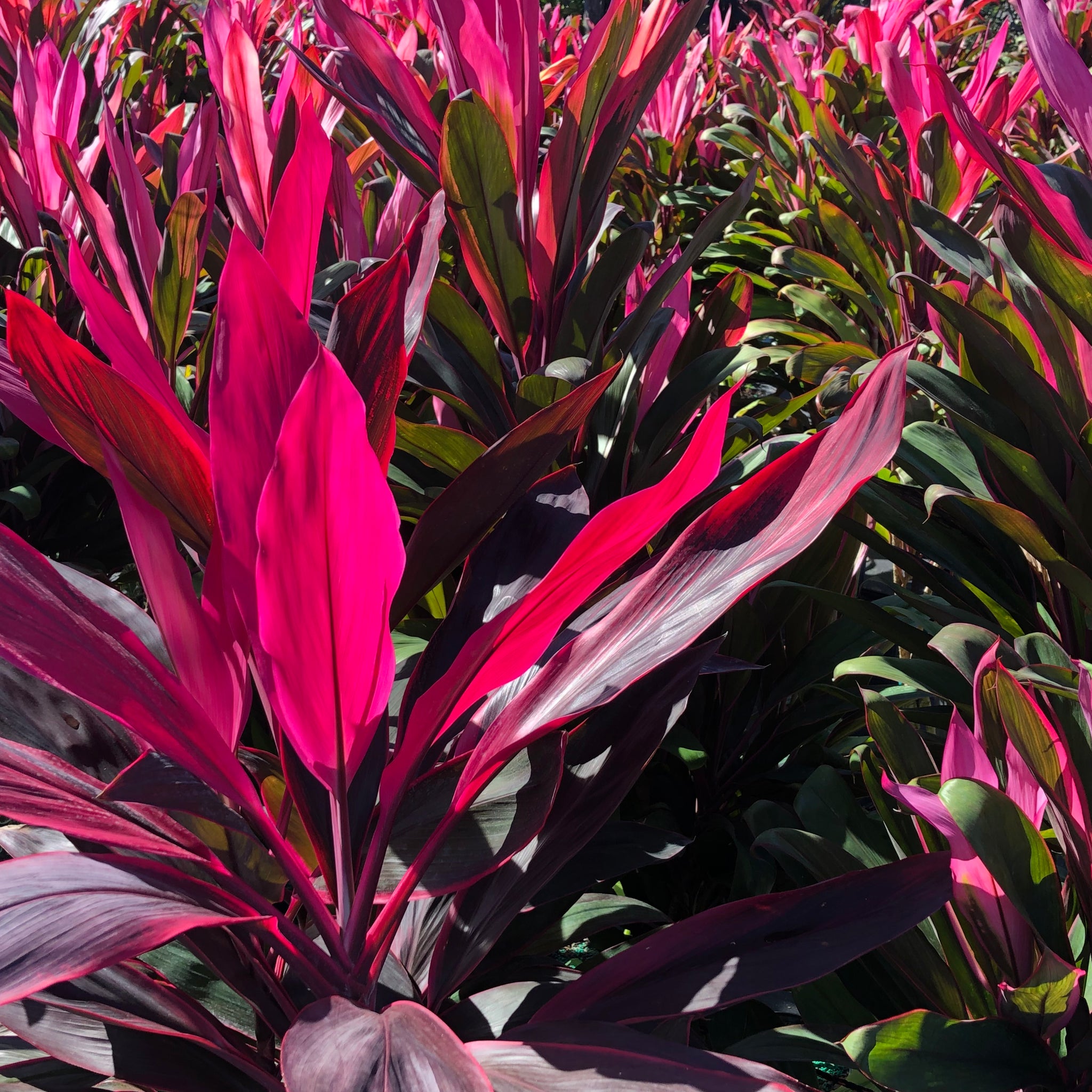 red sister plant fertilizer Red Sister Cordyline Ti Plant Seeds – SEEDTOPIA