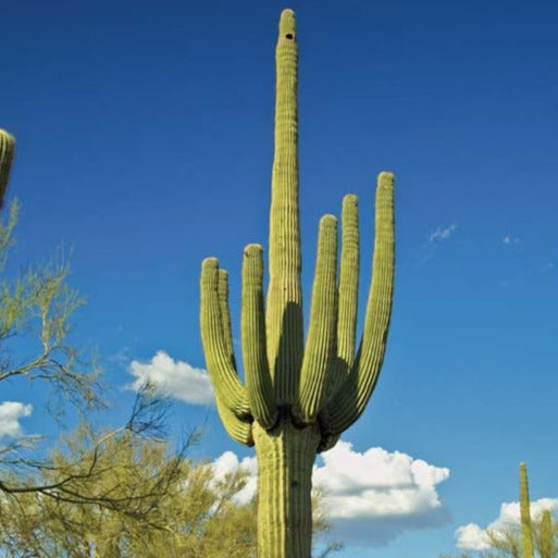  Giant Saguaro Cactus Seeds - 25 Seeds - Great for Bonsai :  Patio, Lawn & Garden