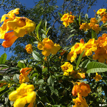 Load image into Gallery viewer, Yellow Elder Trumpet Bush Seeds
