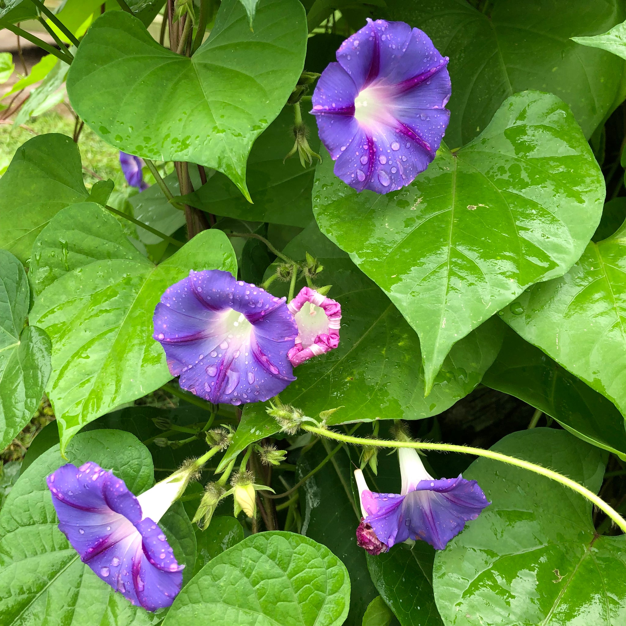 morning glory grandpa ott seeds Purple 