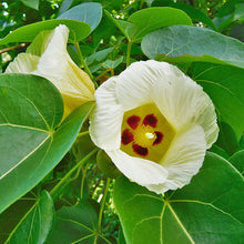 Load image into Gallery viewer, Portia Tulip Tree Seeds
