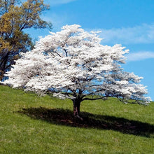 Load image into Gallery viewer, White Flowering Dogwood Tree Seeds
