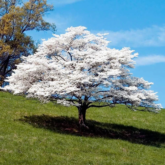 White Flowering Dogwood Tree Seeds