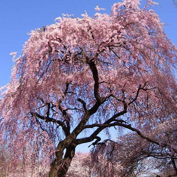 Japanese Higan Flowering Cherry Tree Seeds