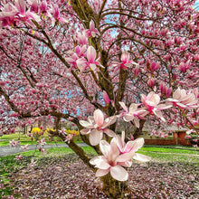 Load image into Gallery viewer, Saucer Magnolia Tree Seeds
