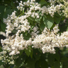 Load image into Gallery viewer, Japanese Amur Lilac Tree Seeds
