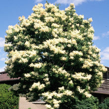 Load image into Gallery viewer, Japanese Amur Lilac Tree Seeds

