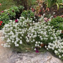 Load image into Gallery viewer, Alyssum &quot;Carpet of Snow&quot; Ornamental Groundcover Seeds
