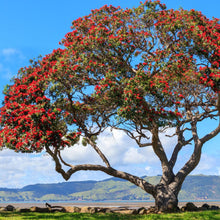 Load image into Gallery viewer, Pohutukawa Red Christmas Tree Seeds
