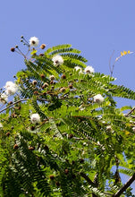 Load image into Gallery viewer, River Tamarind Tree Seeds
