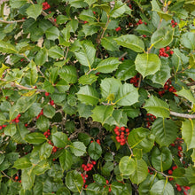 Load image into Gallery viewer, American Holly Tree Seeds
