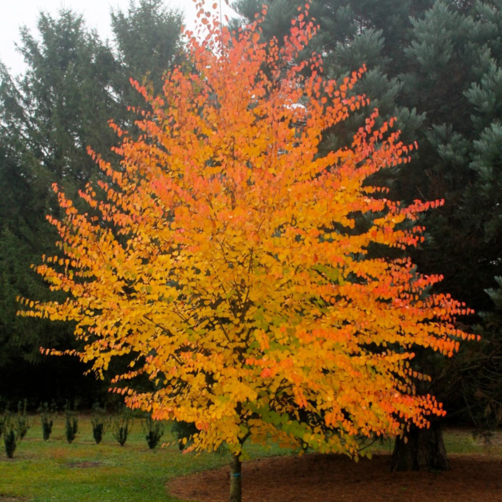 Katsura Trees Seeds