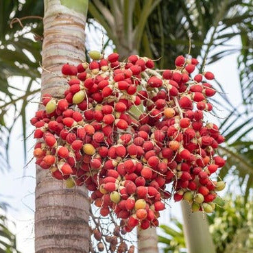 palm plant seeds Christmas Palm Tree Seeds