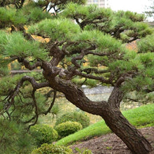 Load image into Gallery viewer, Japanese Black Pine Tree Seeds
