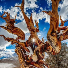 Load image into Gallery viewer, Bristlecone Pine Tree Seeds
