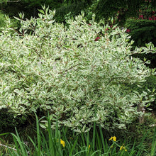 Load image into Gallery viewer, Tatarian Dogwood Plant Seeds
