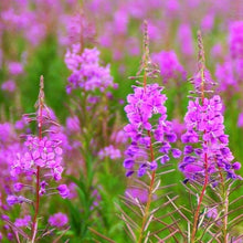 Load image into Gallery viewer, Fireweed Flower Seeds
