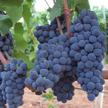 Load image into Gallery viewer, Organic Common Grape Vine Seeds
