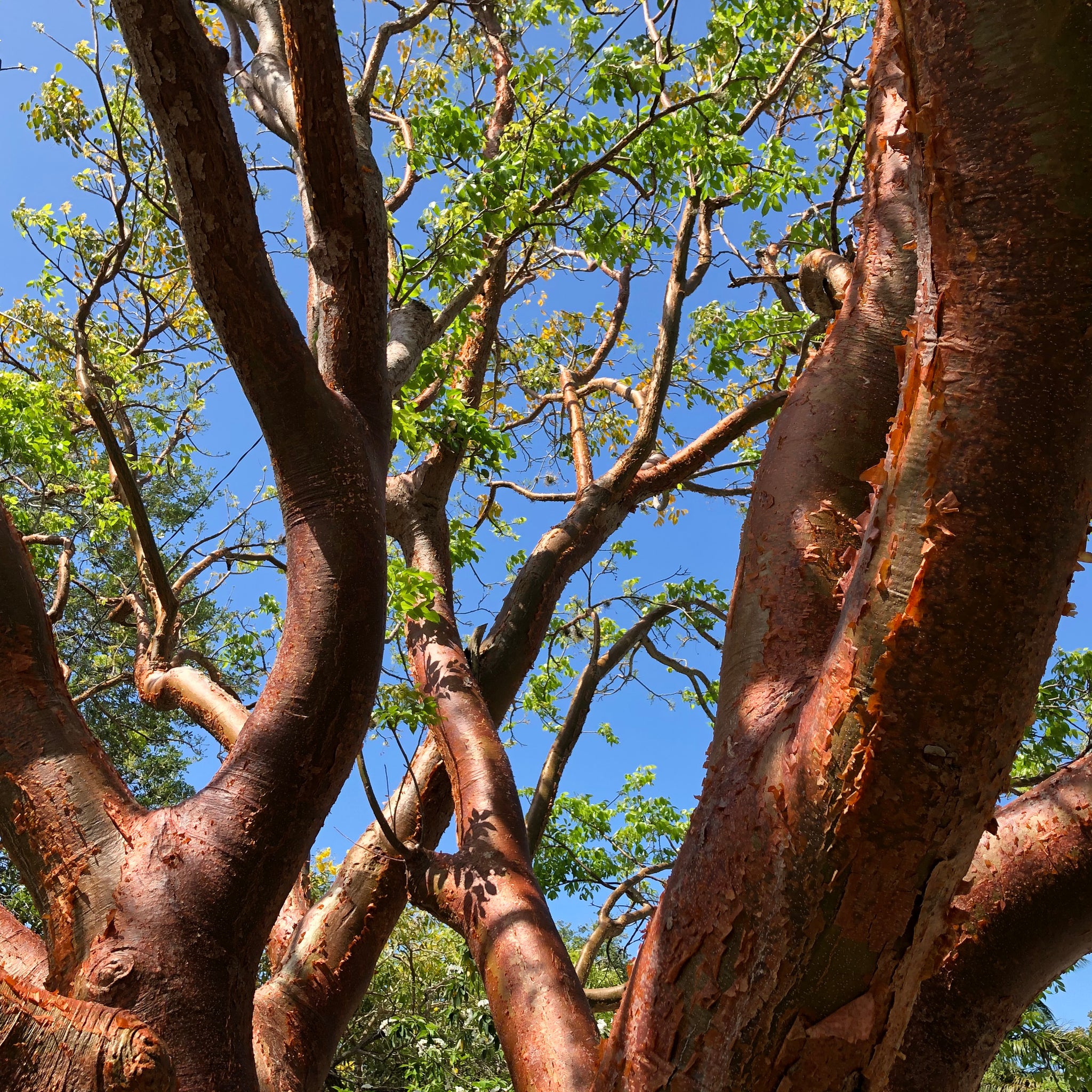 Limbora Tree Gumbo Limbo Tree Seeds – SEEDTOPIA