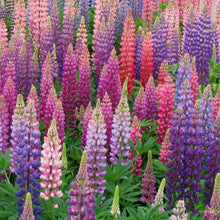 Load image into Gallery viewer, Lupine Flower Seeds
