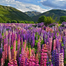 Load image into Gallery viewer, Lupine Flower Seeds
