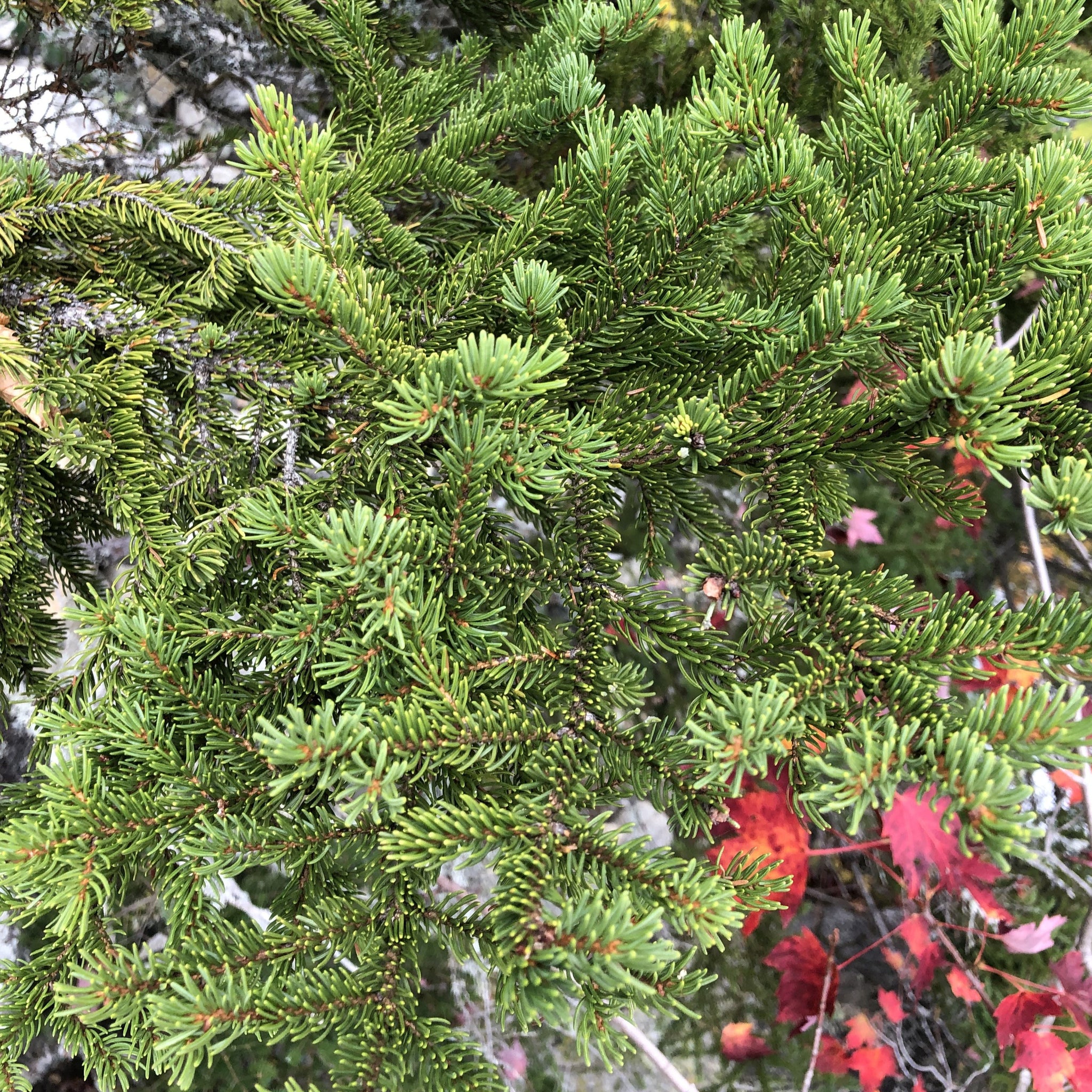 Spruce Tree Roots Red Red Spruce Tree Seeds – SEEDTOPIA