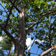 Load image into Gallery viewer, Rainbow Eucalyptus Tree Seeds
