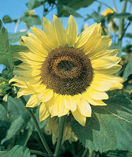 Load image into Gallery viewer, Lemon Queen Sunflower Plant Seeds
