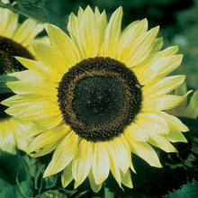 Load image into Gallery viewer, Lemon Queen Sunflower Plant Seeds
