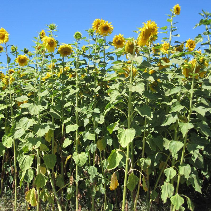 Mammoth Sunflower Plant Seeds