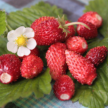 Rügen Strawberry Everbearing Seeds, 100 Pcs