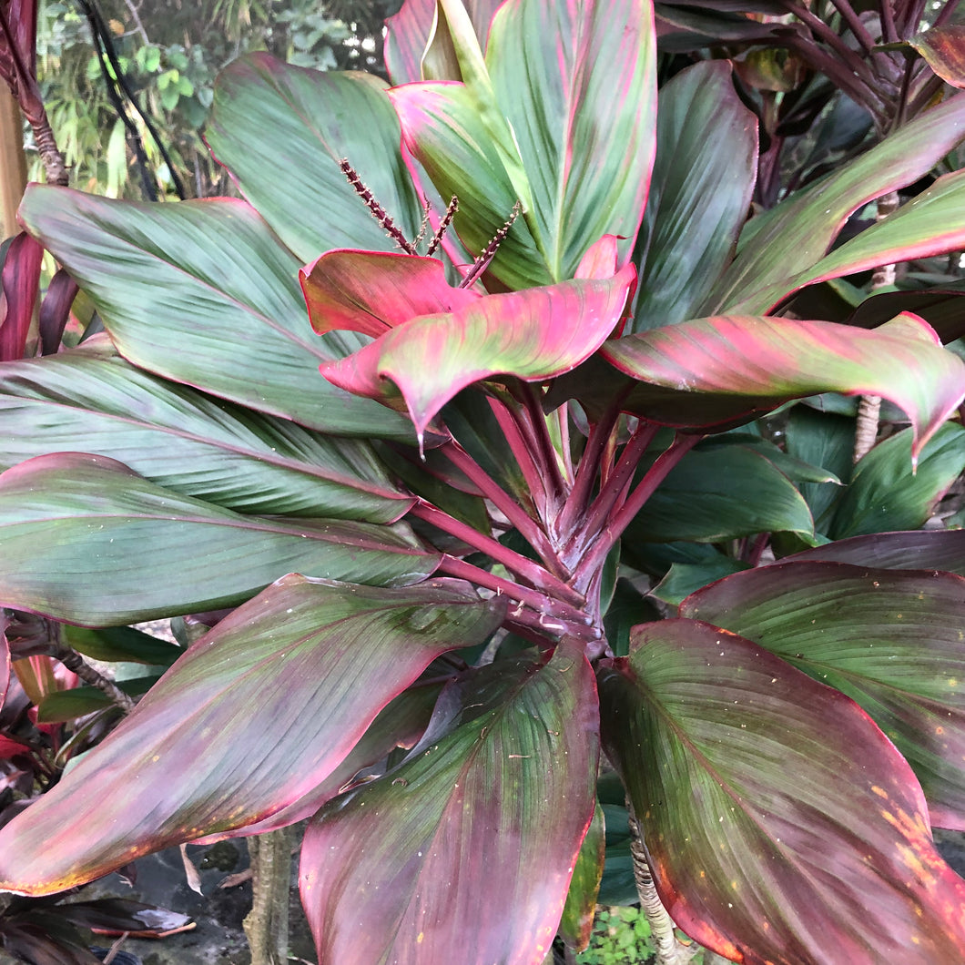 ti plant seeds Big Mama Cordyline Ti Plant Seeds