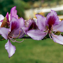 Load image into Gallery viewer, Pink Orchid Tree Seeds
